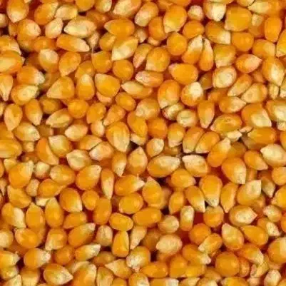 ذرت درجه یک|خوردنی و آشامیدنی|گنبد کاووس, |دیوار