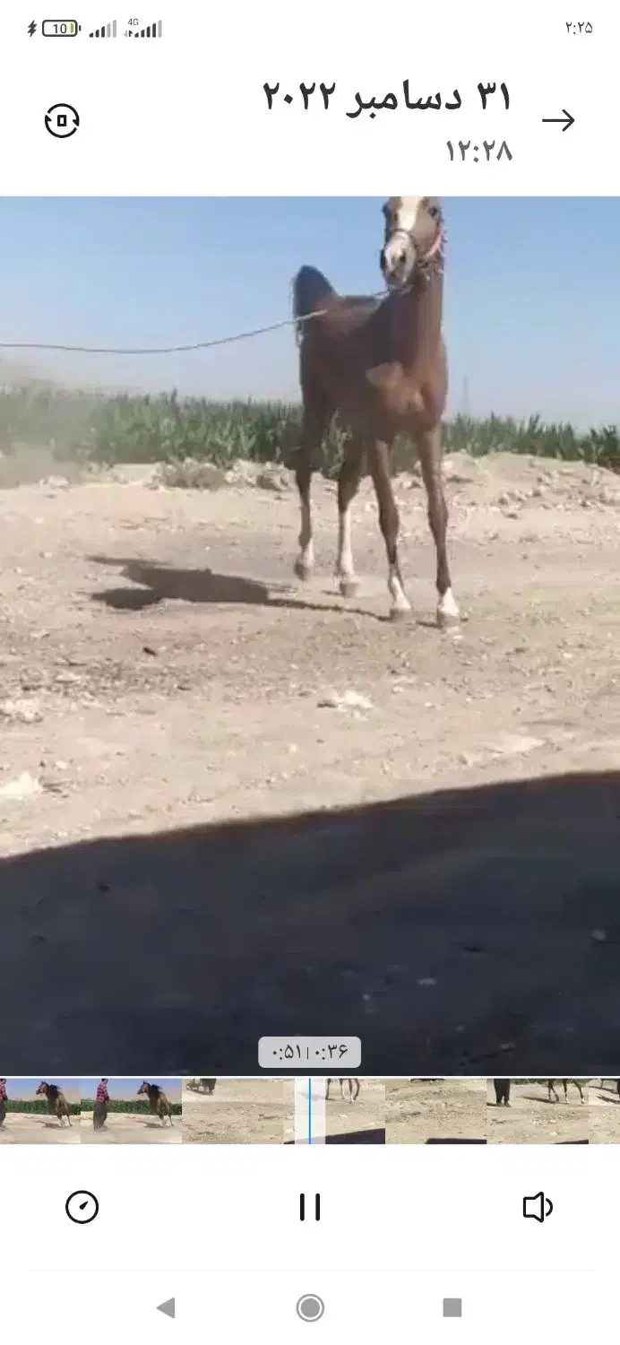 اسب|اسب و تجهیزات اسب‌سواری|شیراز, شهرک رضوان|دیوار