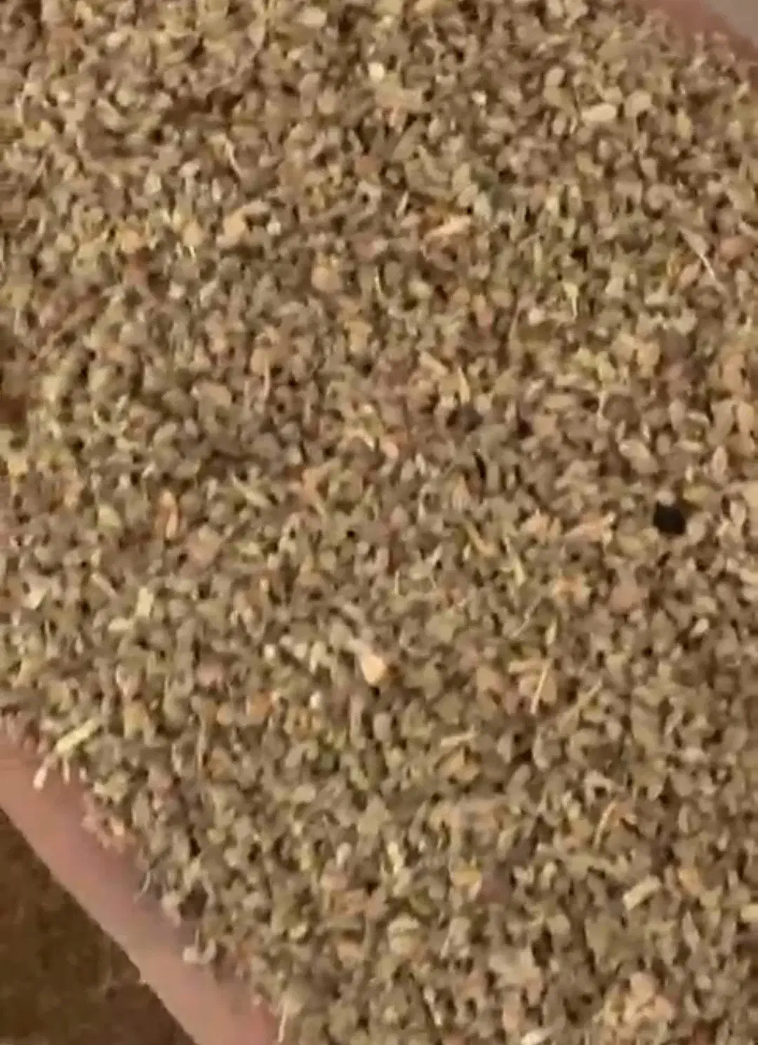 پخش عمده  تخم زنیان سرت تمیز حلیله سیاه وحلیله زرد|خوردنی و آشامیدنی|تهران, تهرانسر شمالی|دیوار