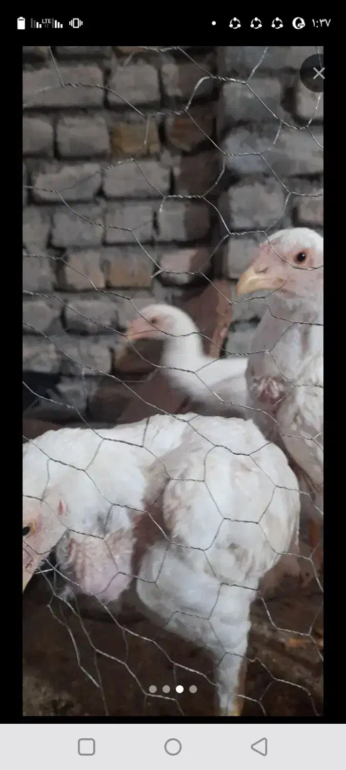 مرغ خروس لاری اصیل ۵ماه  معاوضه میکنی با کبوتر|حیوانات مزرعه|چناران, |دیوار