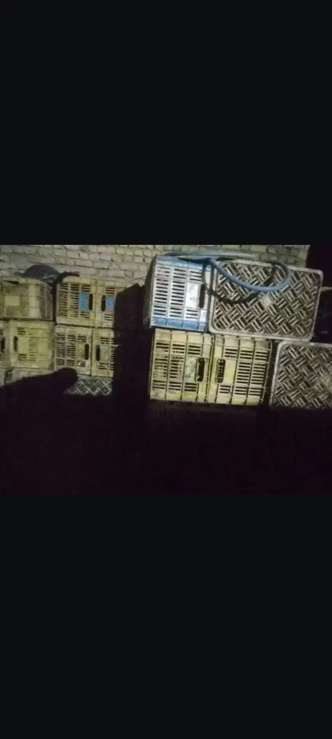 جعبه گوجه|ظروف نگهدارنده، پلاستیکی، یکبارمصرف|گرگان, |دیوار