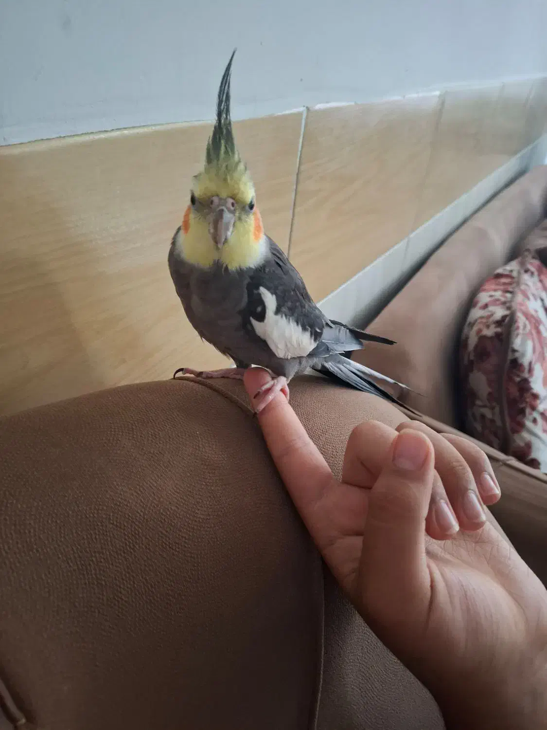 چند عدد عروس هلندی|پرنده|صحنه, |دیوار