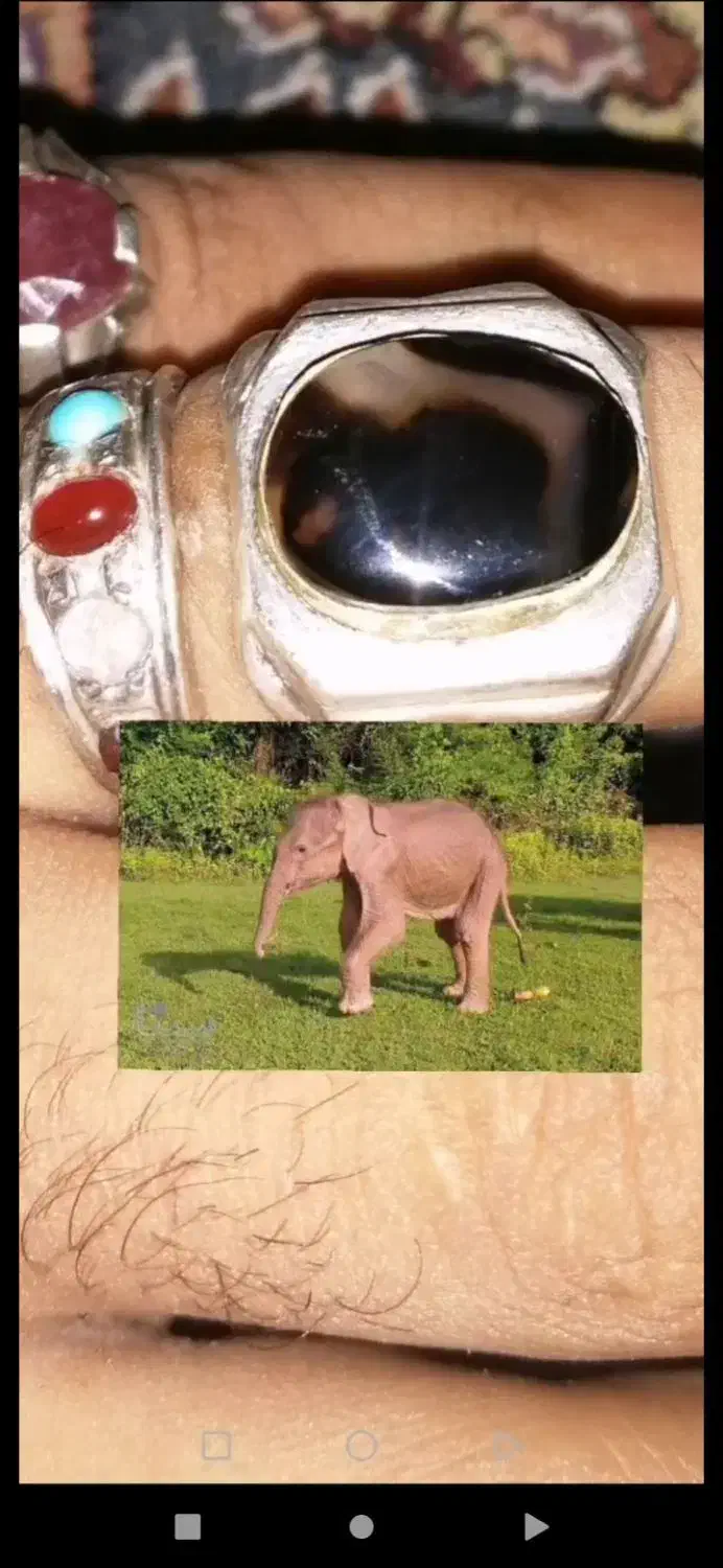 انگشتر شجرقائن|جواهرات|بندرعباس, |دیوار