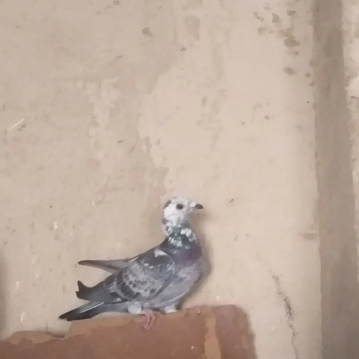 ی جفت المانی ب ضمانت ب ی میلیون|پرنده|بردسکن, |دیوار