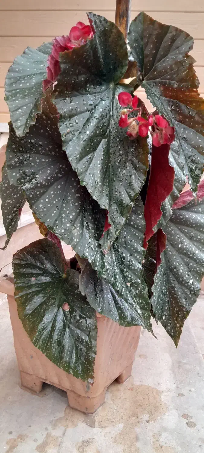 گل های آپارتمانی|گل و گیاه طبیعی|رویان, |دیوار