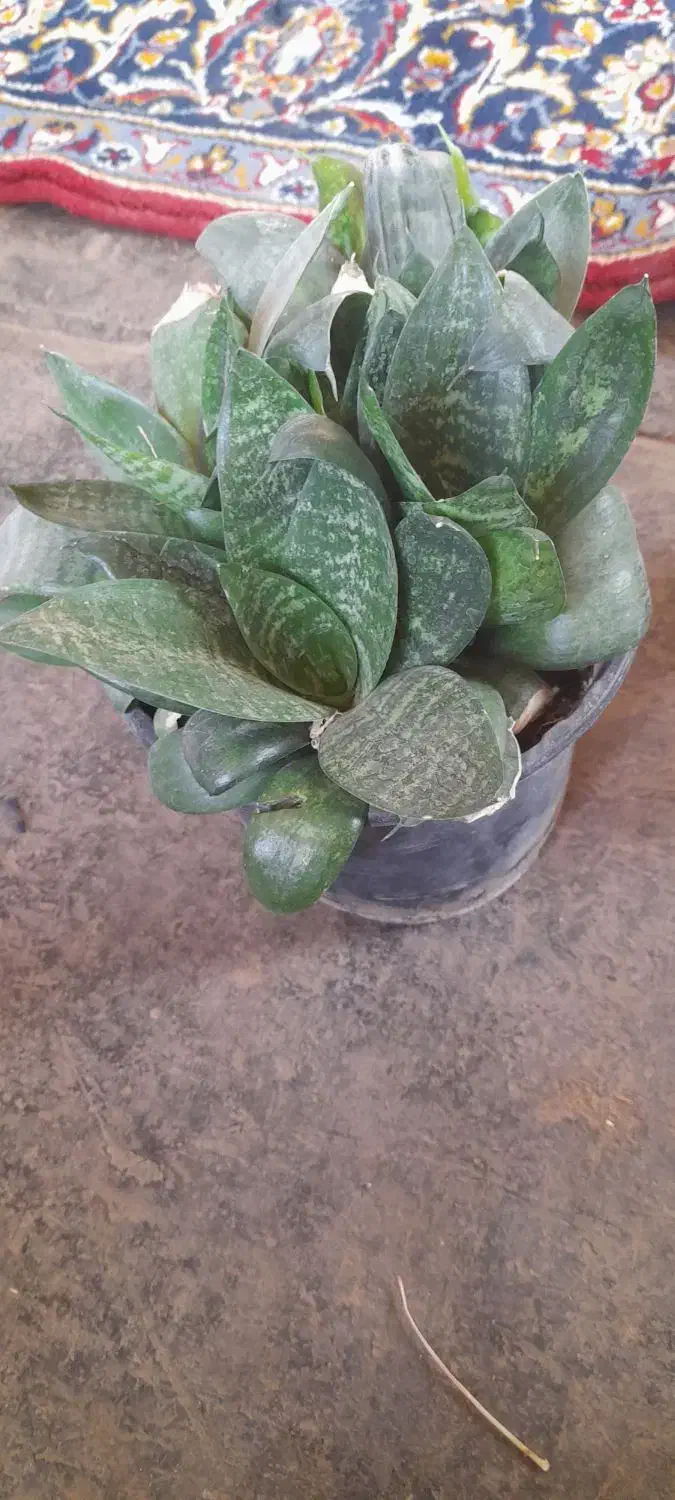 گل های سرحال|گل و گیاه طبیعی|کنگاور, |دیوار