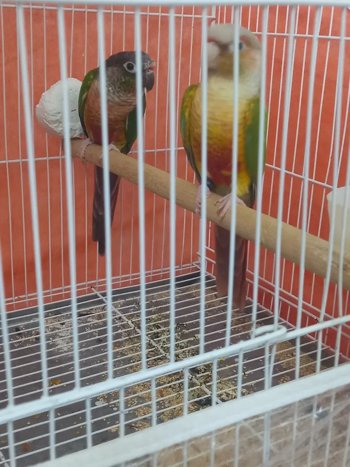 جفت نرو ماده گرینچیک|پرنده|تربت‌حیدریه, یحیی آباد|دیوار