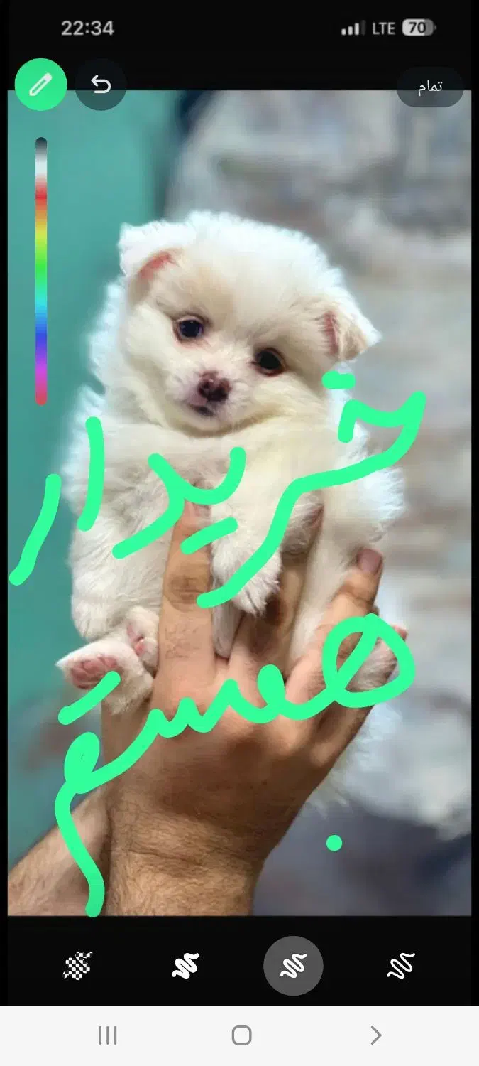 سگ خوشکل توله زیبا|سگ|شیراز, کوشک میدان|دیوار