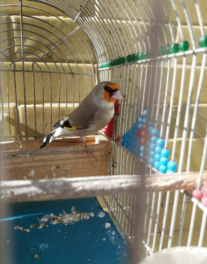 3تاسقایاسهره خوشکل مست|پرنده|کرمان, |دیوار