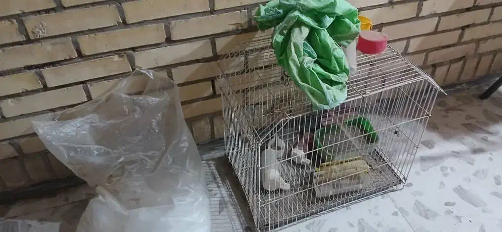 قفس پرنده بزرگ|لوازم جانبی حیوانات|بندر امام خمینی, |دیوار