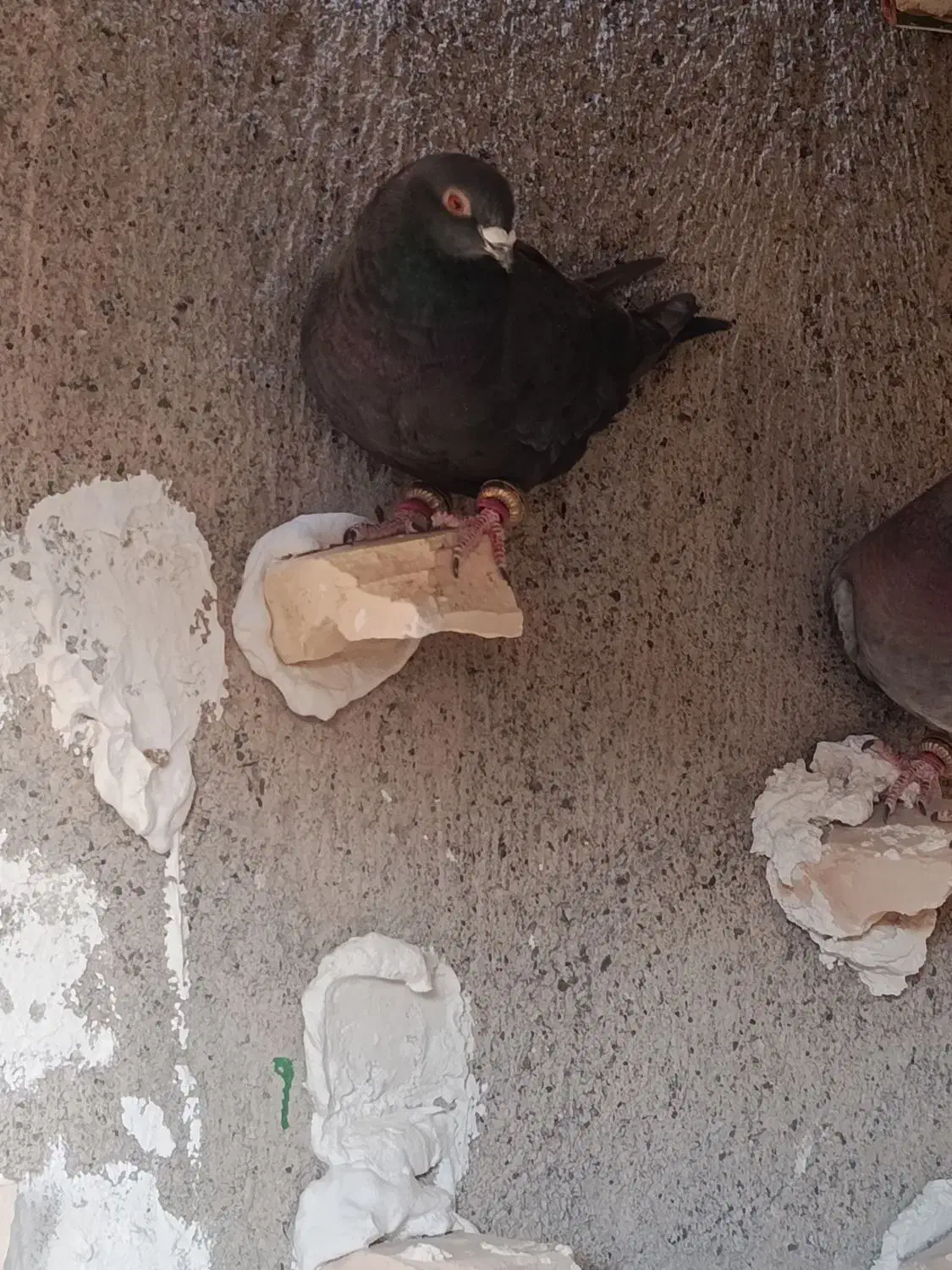 کفتر آلمانی و دورگ|پرنده|مشهد, باغ فراگرد|دیوار