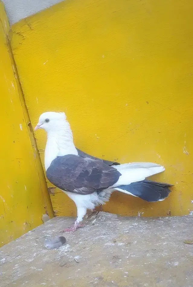 کبوتر غریب پرشی|پرنده|کوهدشت, |دیوار