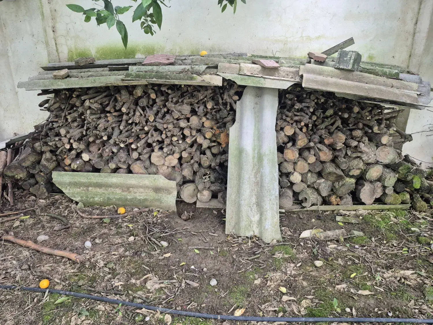 هیزم مرکبات باکیفیت عالی|کوهنوردی و کمپینگ|آمل, |دیوار