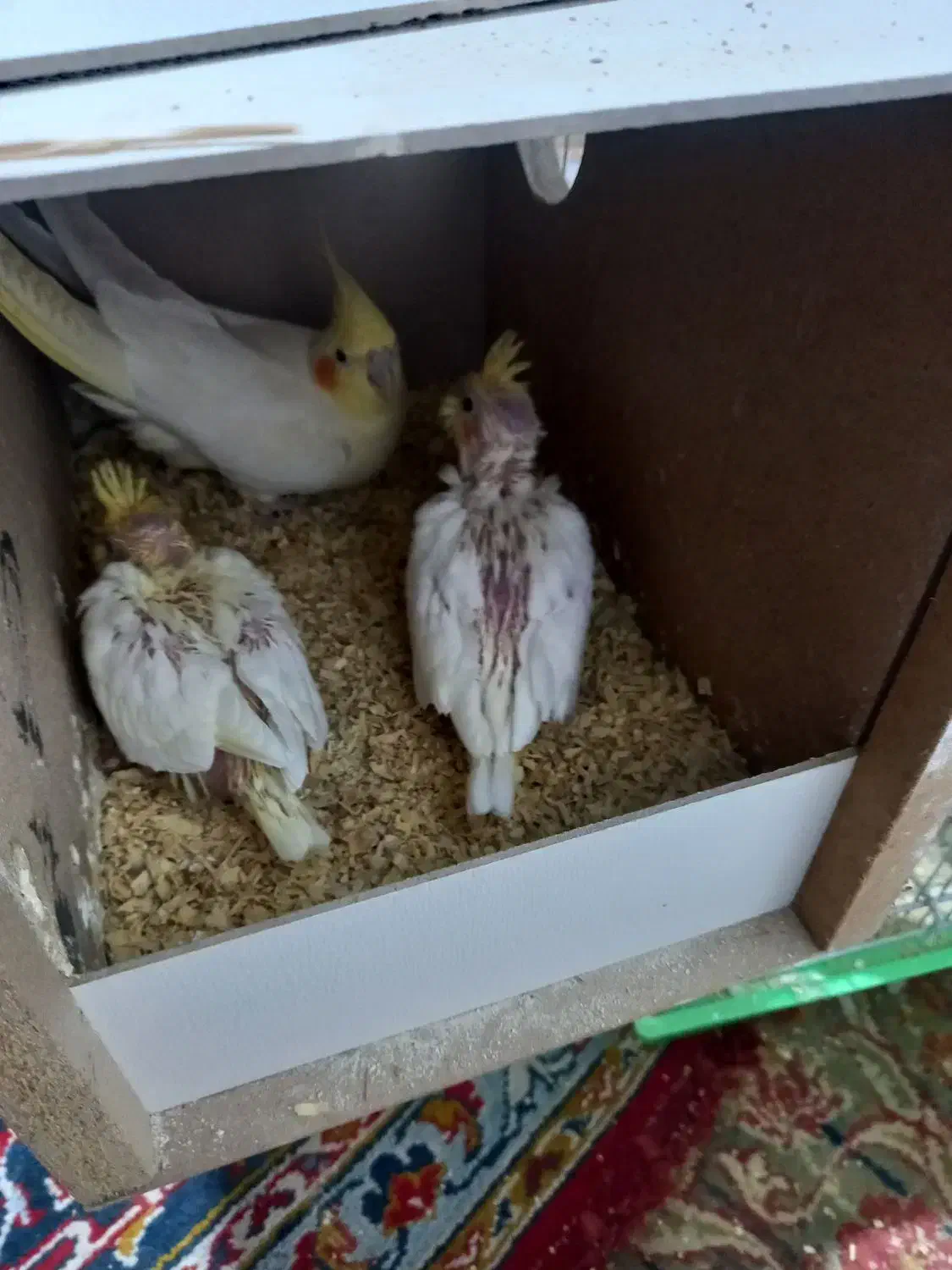 جوجه عروس لوتینو سرلاکی|پرنده|اردکان, |دیوار