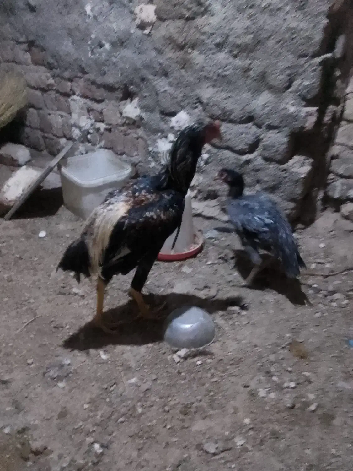 لاری و عروس هلندی سخنگو و مرغ عشق|پرنده|کنگاور, |دیوار