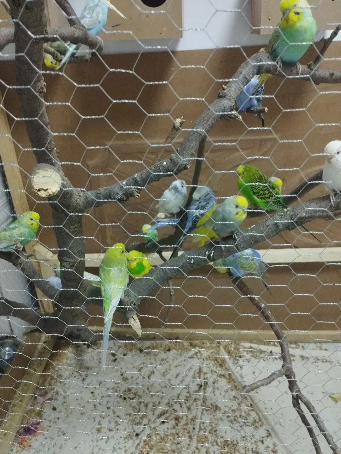 مرغ عشق|پرنده|مریوان, |دیوار