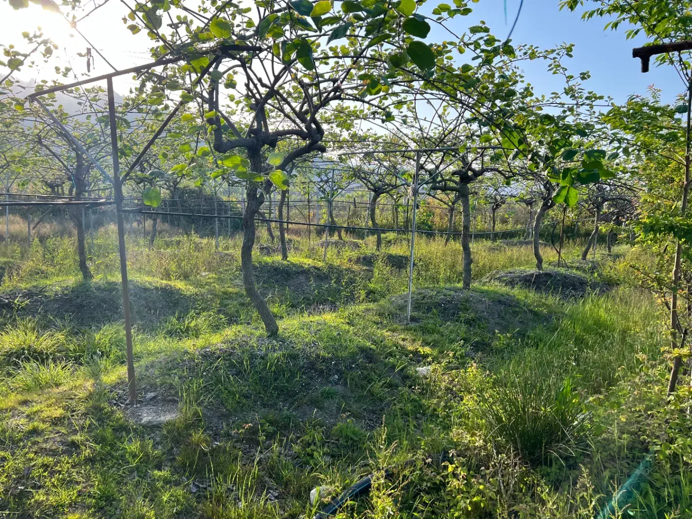 فروش باغ کیوی در شهرحویق|فروش زمین و ملک کلنگی|حویق, |دیوار