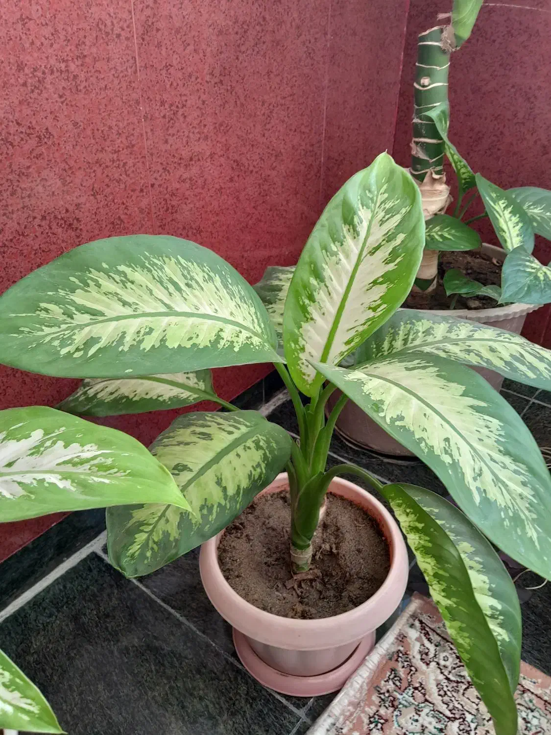 گل دیفن باخیای خارجی ساقه درشت برگ پهن بزرگ|گل و گیاه طبیعی|مهاباد (آذربایجان غربی), |دیوار