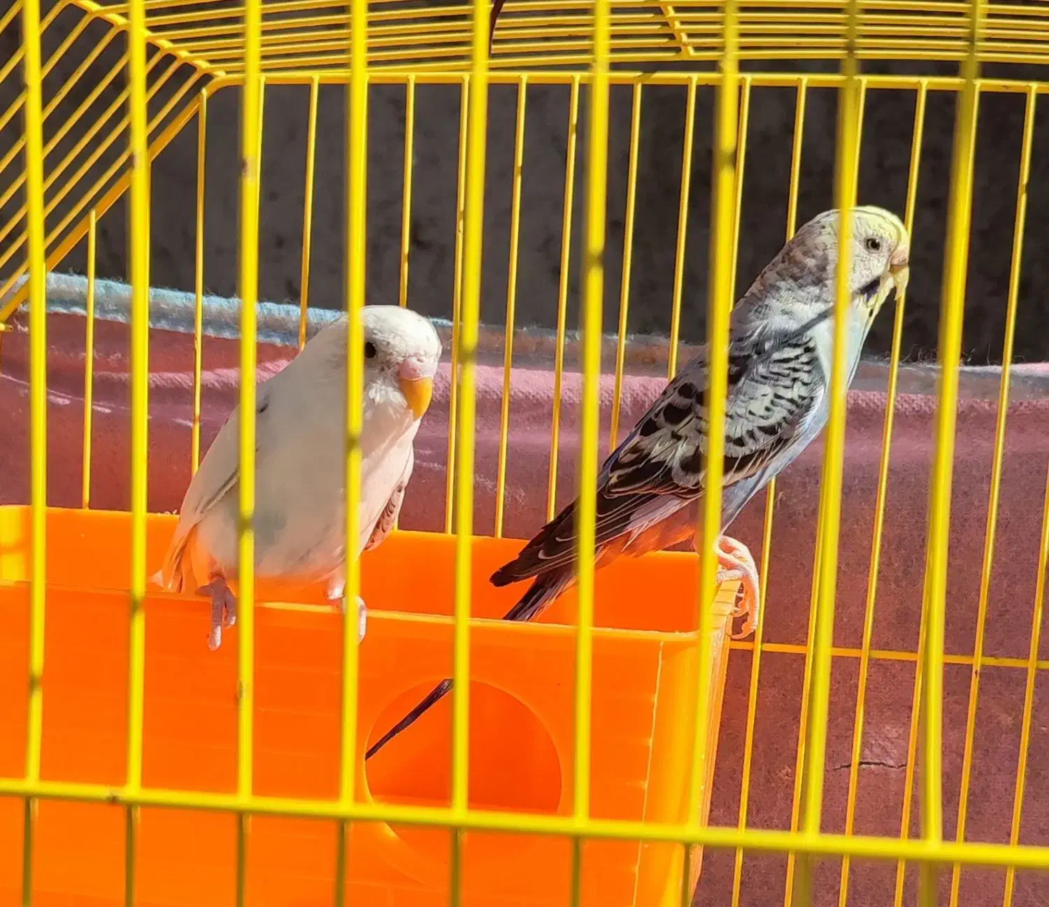 معاوضه با قناری|پرنده|ایلام, |دیوار