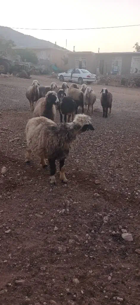 میش|حیوانات مزرعه|میمند, |دیوار