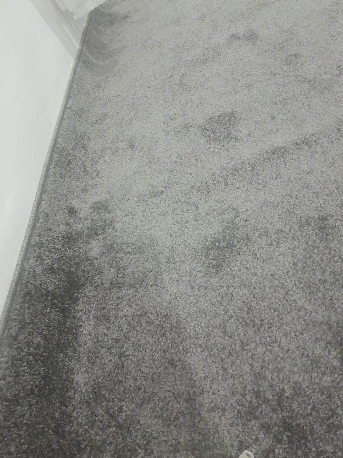 پالاز موکت یک هفته خریداری شده|موکت|دهگلان, |دیوار