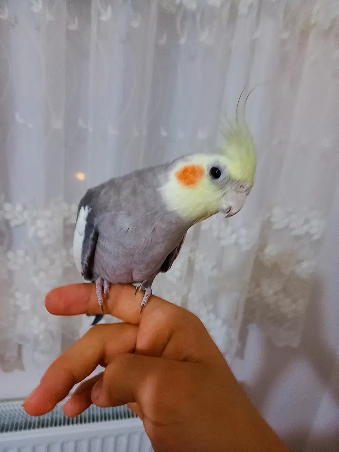 عروس هلندی سخنگو|پرنده|بناب, |دیوار