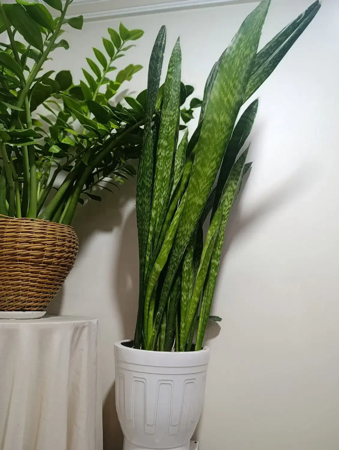 گل سانسوریا پوست ماری اصیل سایز بزرگ|گل و گیاه طبیعی|تهران, حشمتیه|دیوار