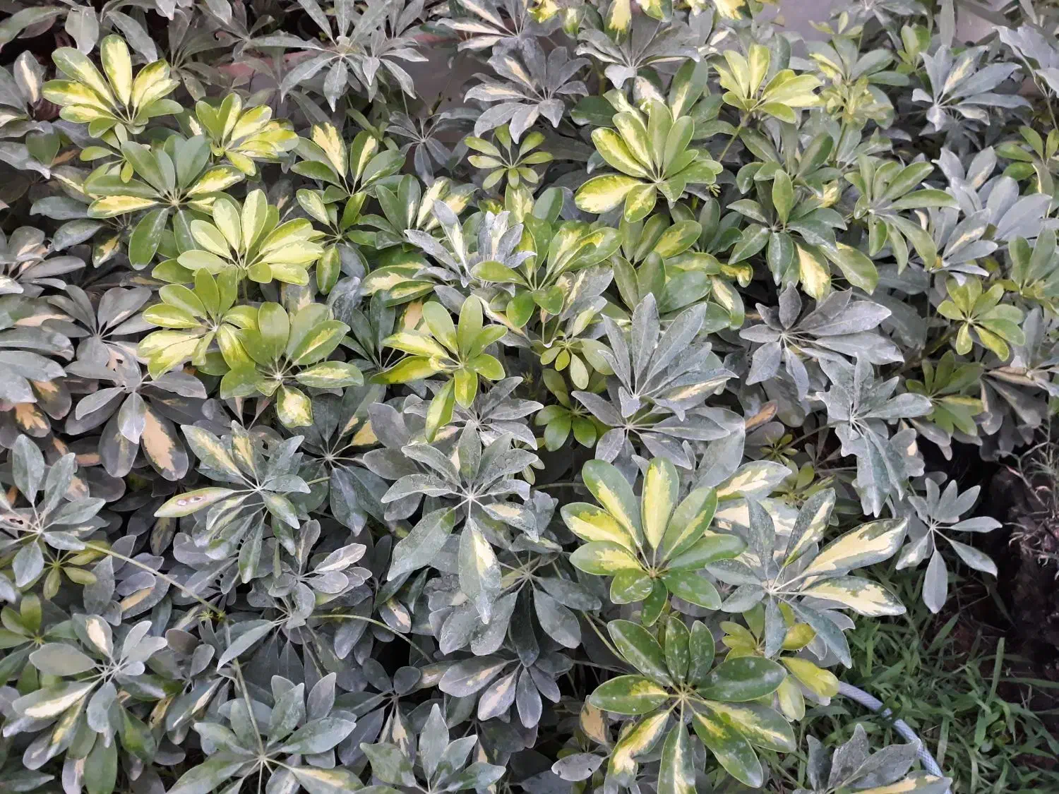 گلهای اپارتمانی|گل و گیاه طبیعی|کوچصفهان, |دیوار