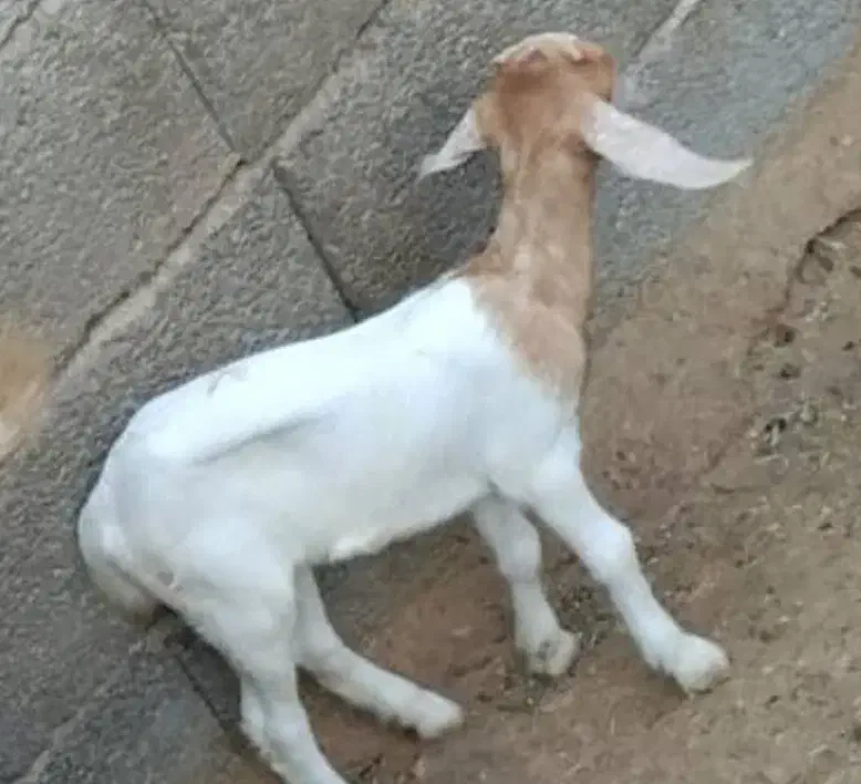 فروش بز بایک کهره|حیوانات مزرعه|فین, |دیوار