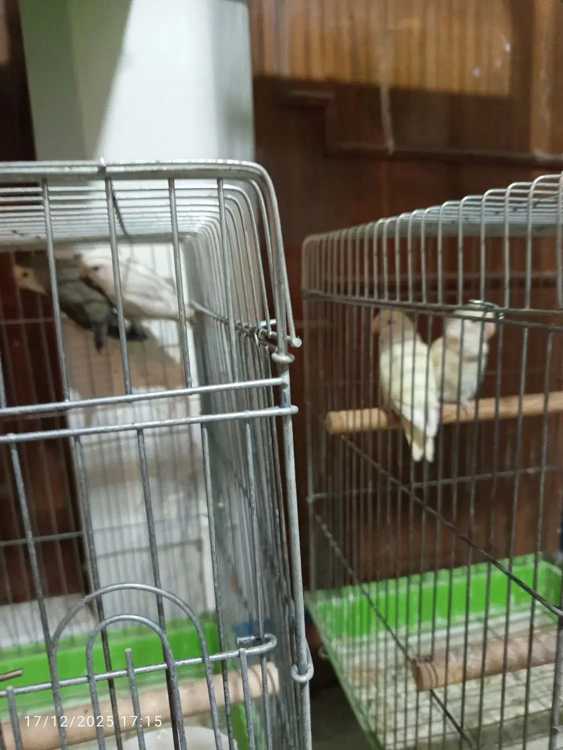 طوطی برزیلی|پرنده|ماهدشت, |دیوار