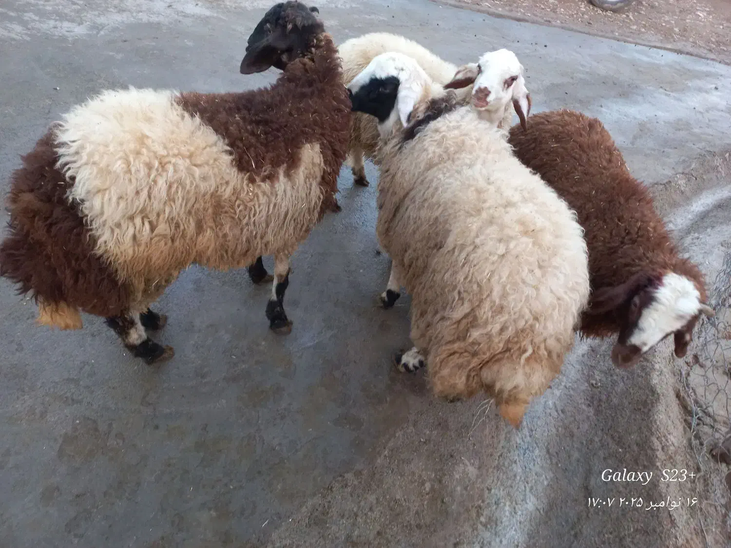 بره نر کشتار|حیوانات مزرعه|فیروزآباد (لرستان), |دیوار