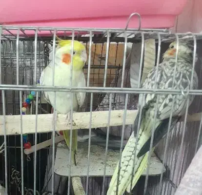 عروس هلندی نرو ماده سخنگو|پرنده|قرچک, محمد آباد|دیوار