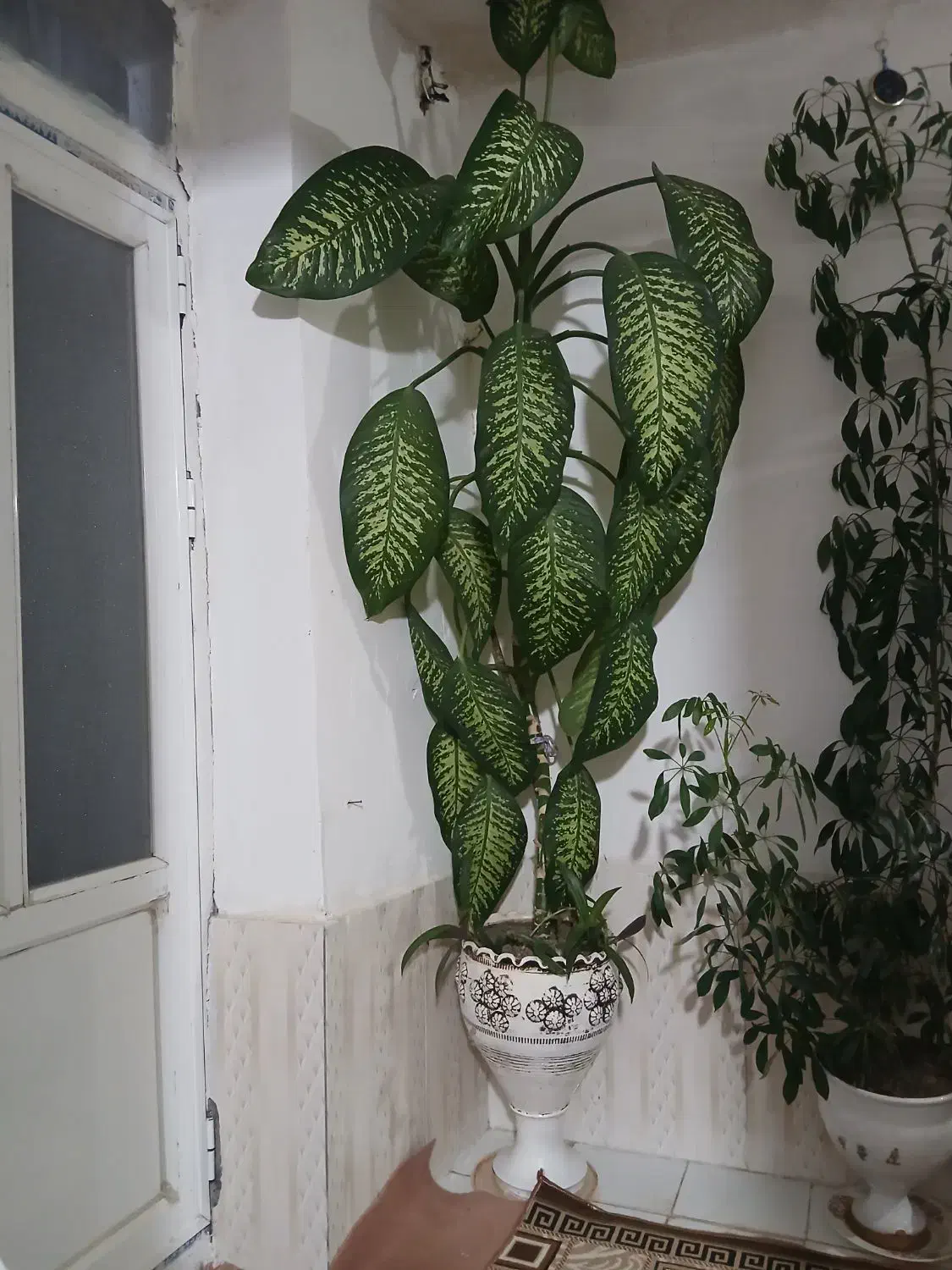 گل دیفن و شفلرا|گل و گیاه طبیعی|حسین آباد, |دیوار