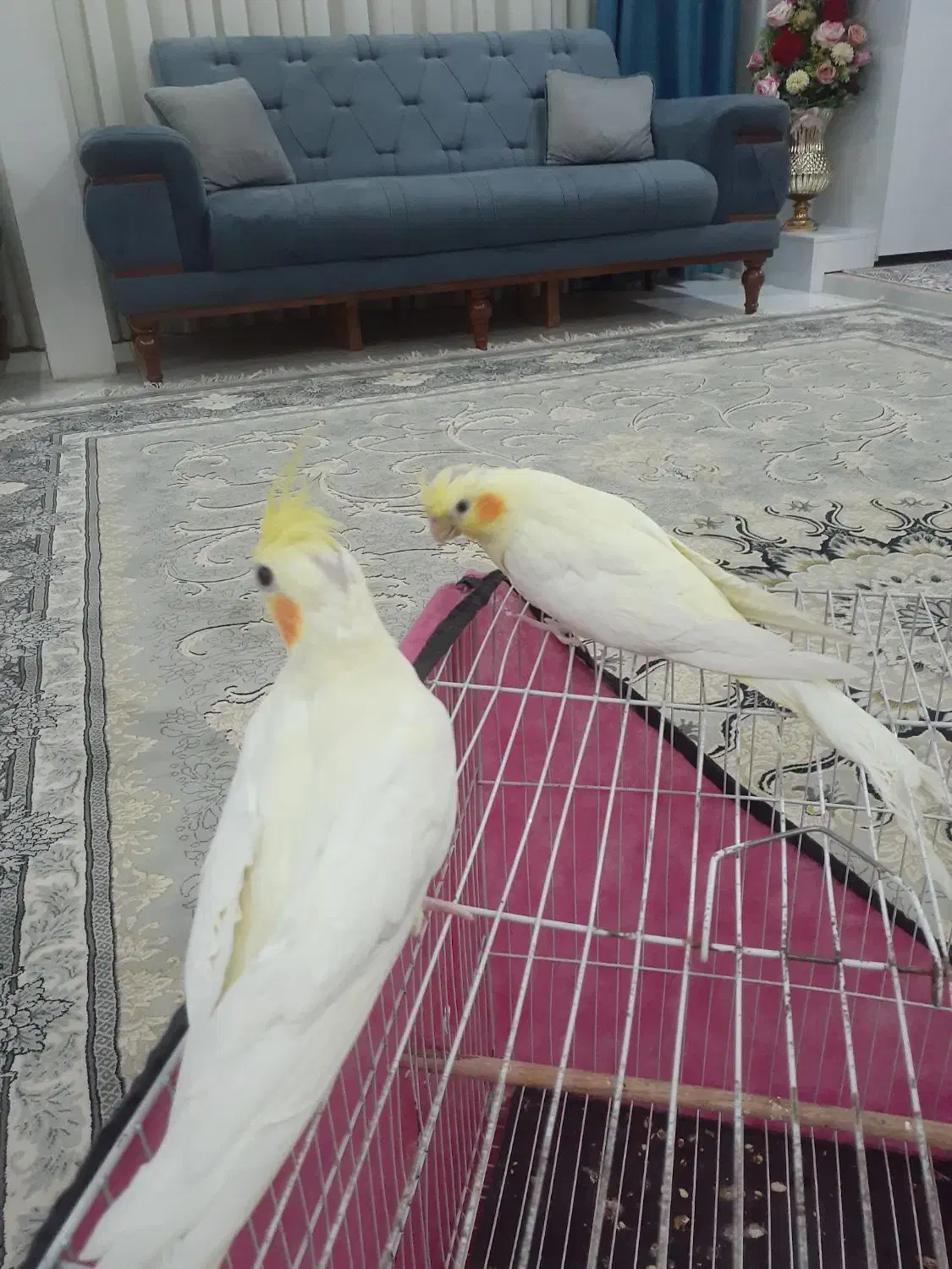 عروس هلندی|پرنده|مشهد, نوید|دیوار