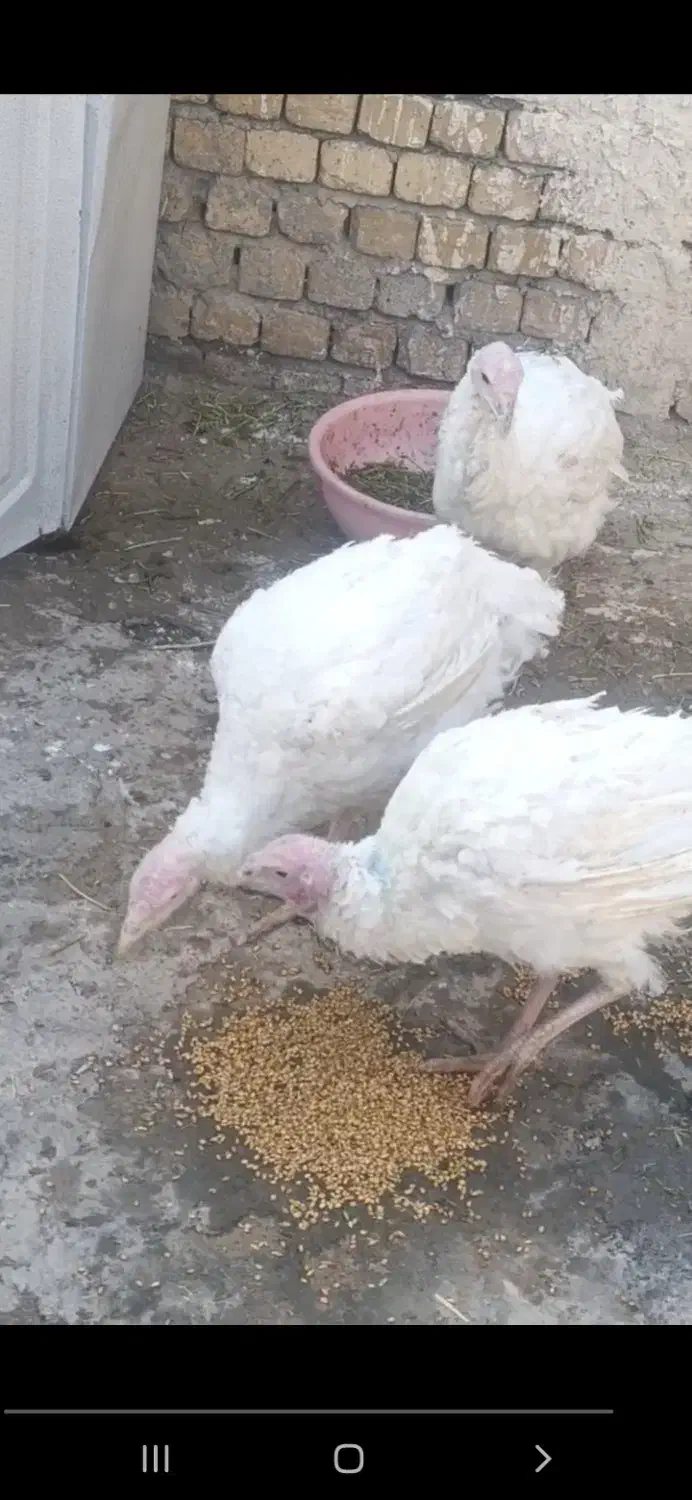 بوقلمون پرورشی|حیوانات مزرعه|الشتر, |دیوار