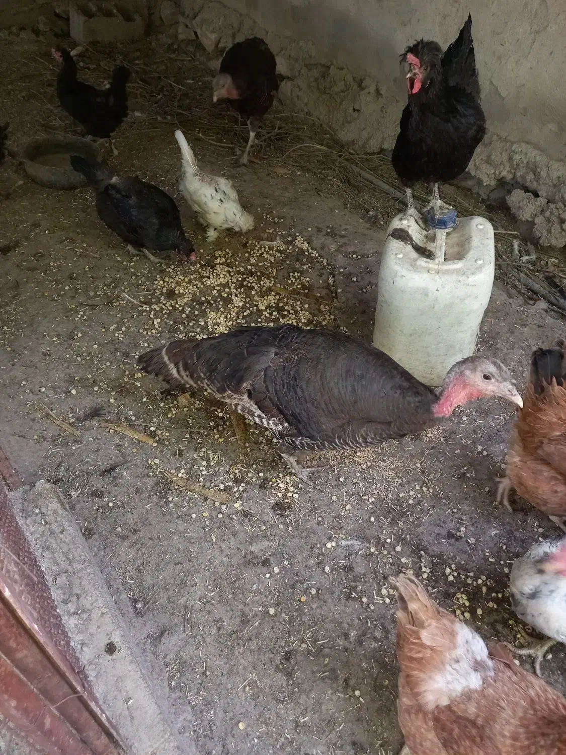 ۳عددبوقلمون|حیوانات مزرعه|همدان, |دیوار