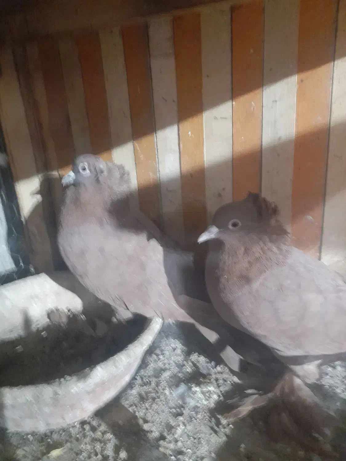 رواعب راعبی زینتی تک کاکل و دوکاکله|پرنده|تهران, امام زاده عبدالله|دیوار