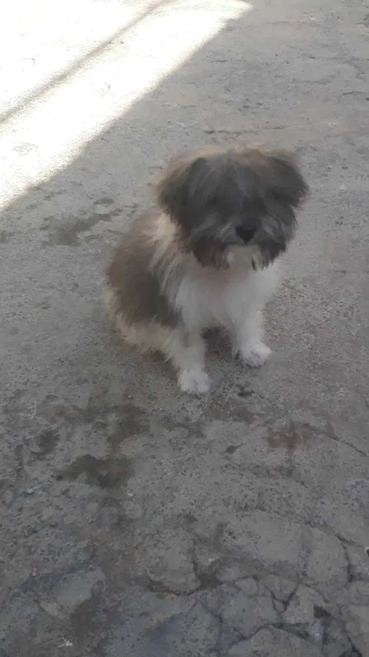توله سگ پاپی  شیتزو خونگی سایز ریز|سگ|مبارکه, |دیوار