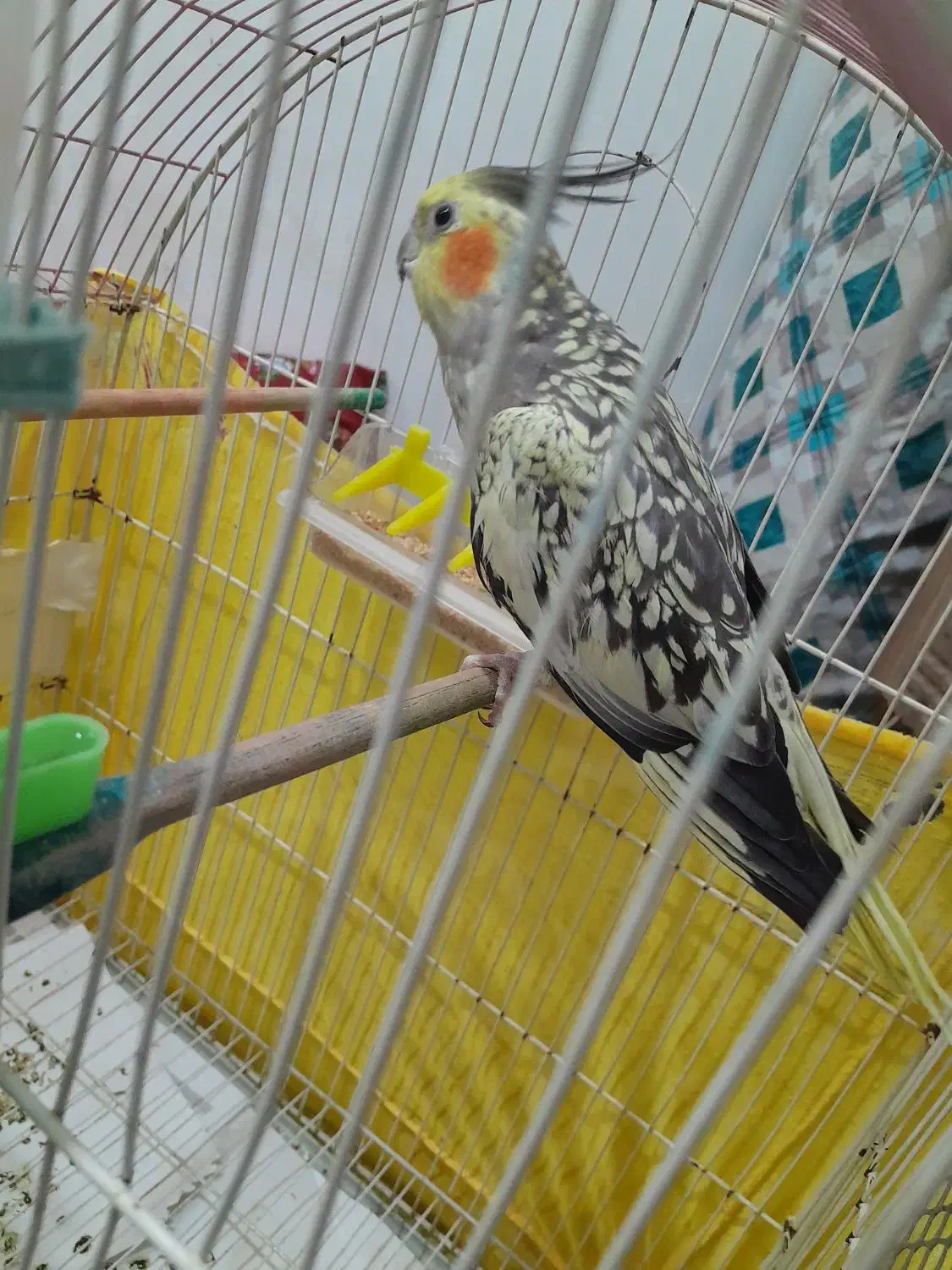 عروس ماده سالم وسرحال|پرنده|اهر, |دیوار