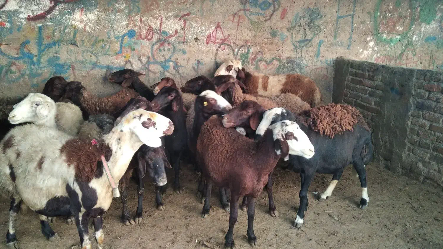 میش آبستن|حیوانات مزرعه|بروجرد, |دیوار