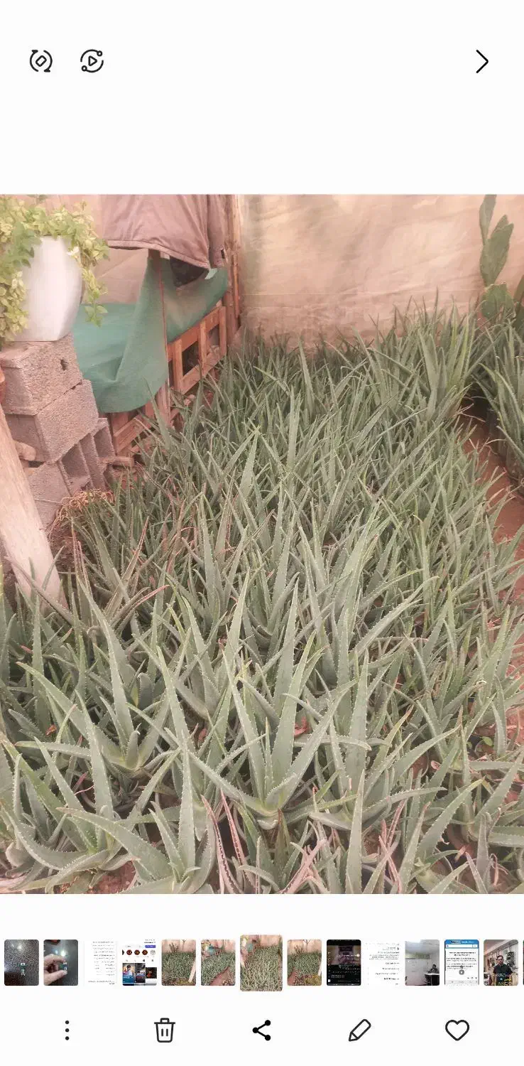 فروش آلوورا|گل و گیاه طبیعی|خمینی‌شهر, |دیوار