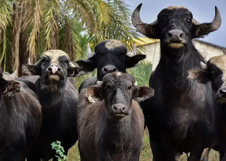 شیر گاومیش پرچرب|خوردنی و آشامیدنی|چمران, |دیوار