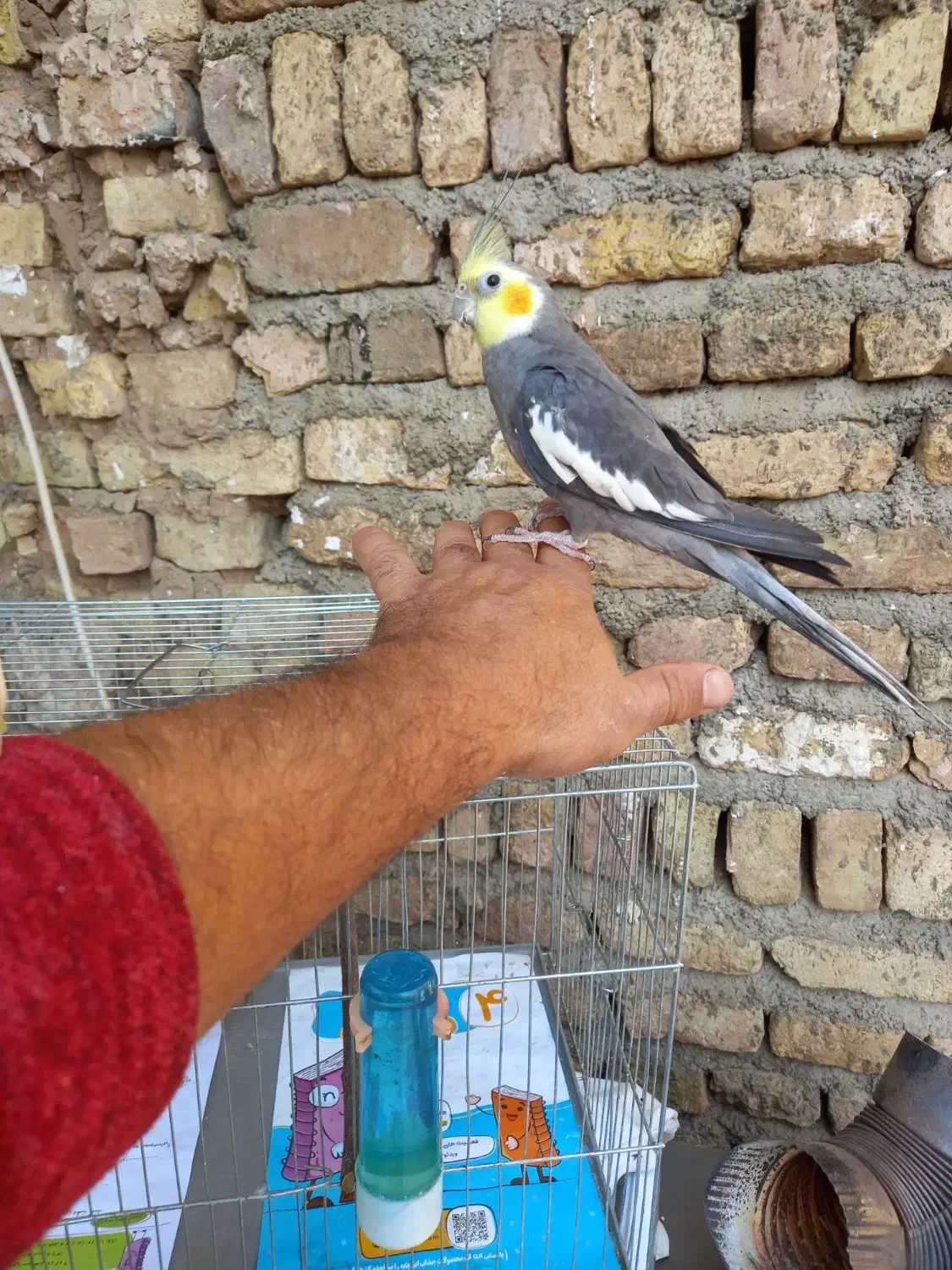 جفت عروس هلندی حرفه ای رام رام|پرنده|هشتگرد, هشتگرد قدیم|دیوار