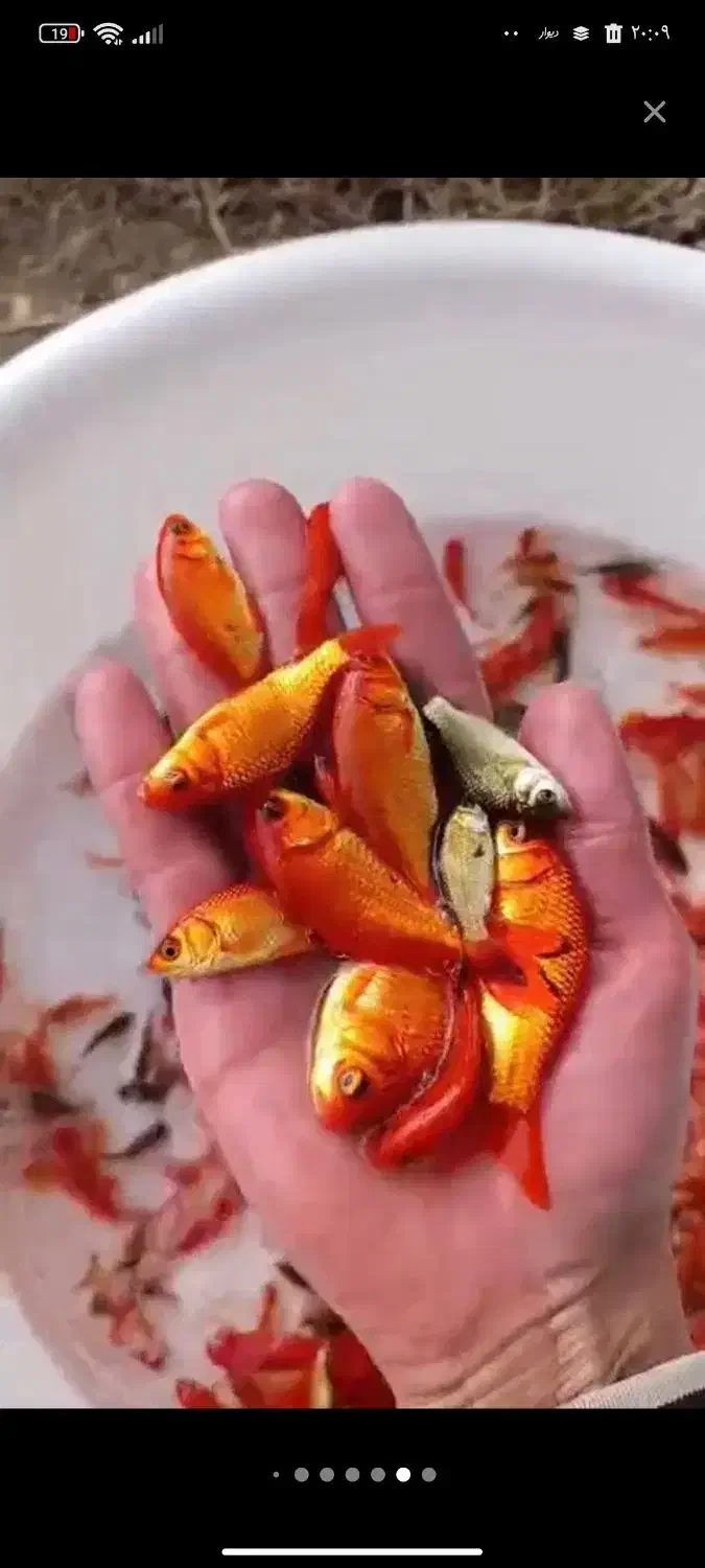 ماهی|ماهی|ارسنجان, |دیوار