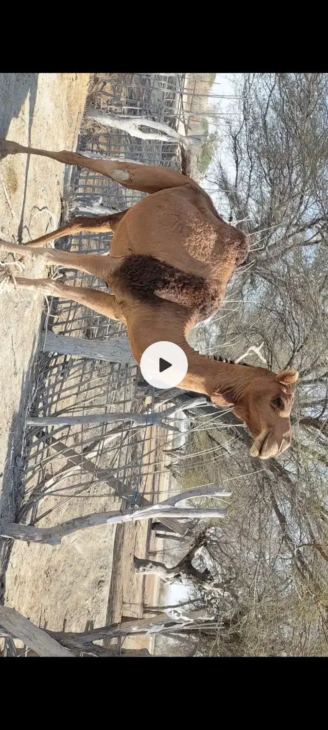 شتر|حیوانات مزرعه|بمانی, |دیوار