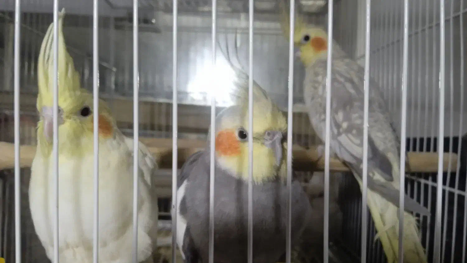 عروس هلندی|پرنده|سبزوار, امام خمینی (ناوی)|دیوار