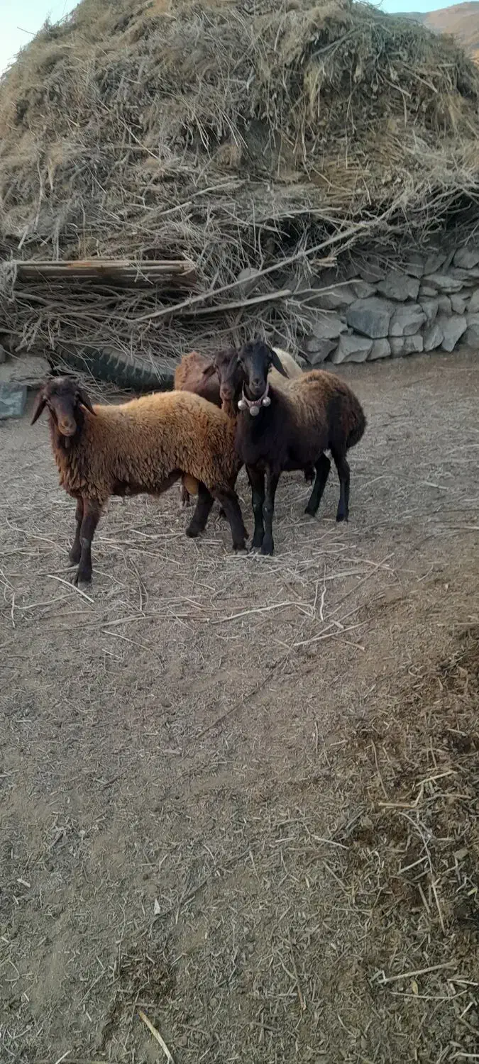 تعدادی بره نر و ماده قزل افشار|حیوانات مزرعه|منجیل, |دیوار