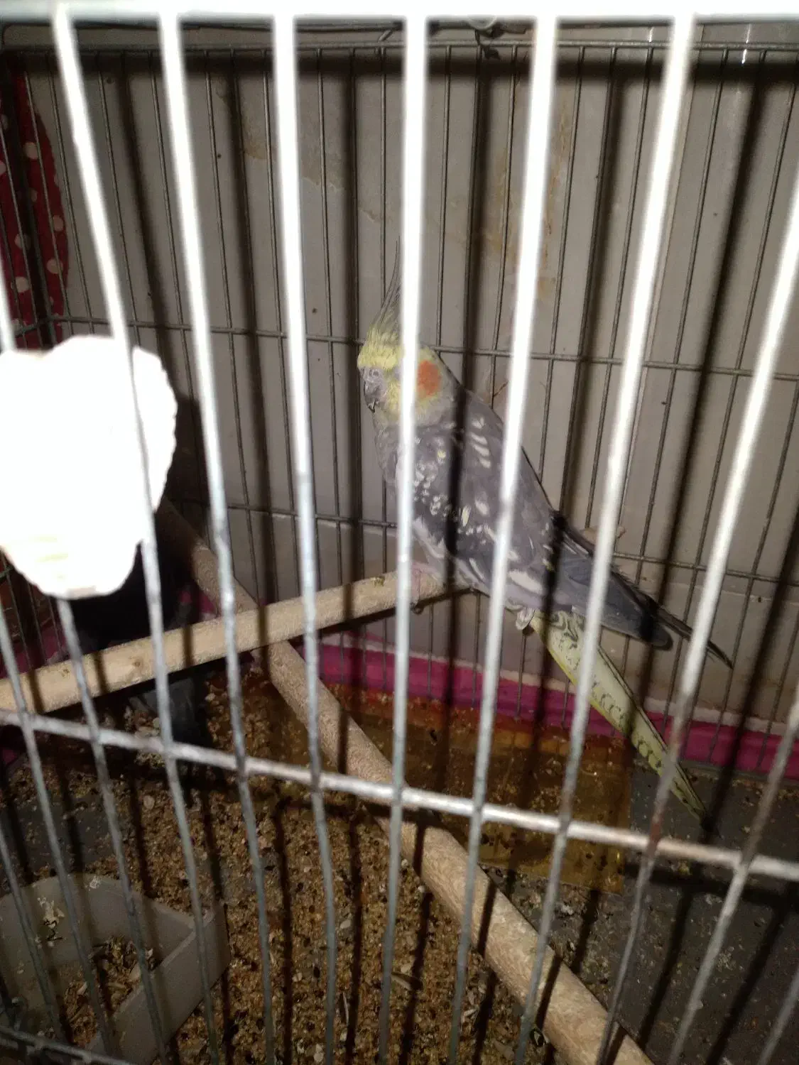 عروس هلندی نرو ماده نر سخنگو معاوضه با کفتر یا....|پرنده|فریدونشهر, |دیوار