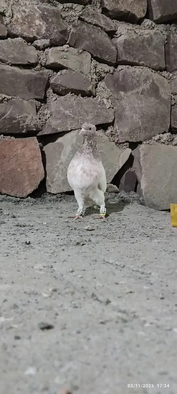 کله هفت رنگ و سینه زرد|پرنده|مشهد, میان ولایت|دیوار