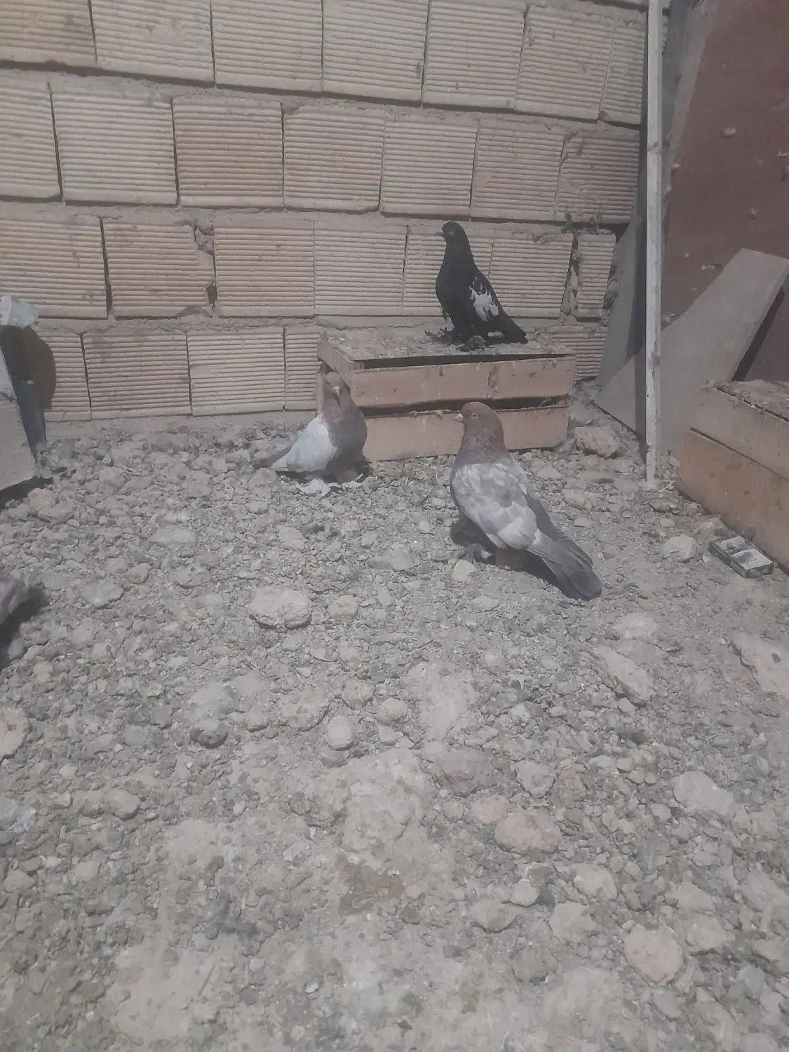 سیینه ای پاپر بلند|پرنده|چادگان, |دیوار